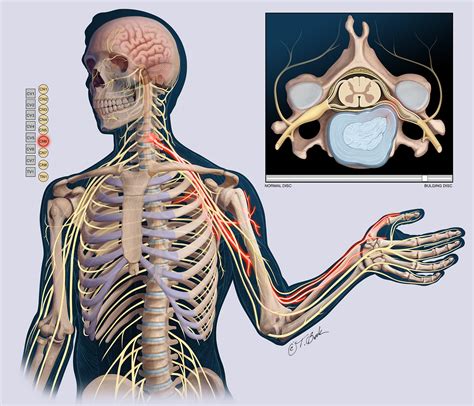 Cervical Nerve Interactive Chart Illustration By Todd Buck Medical