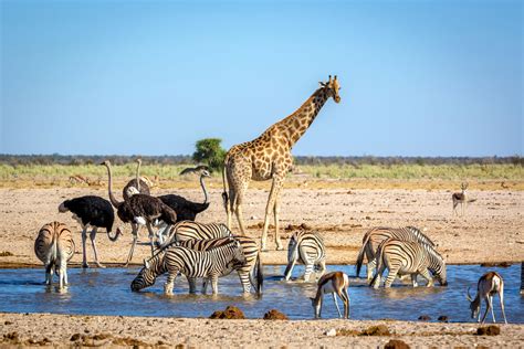 Water Animals In Africa