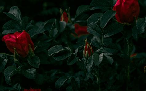 Download Wallpaper 3840x2400 Roses Flowers Red Bush Plant 4k Ultra