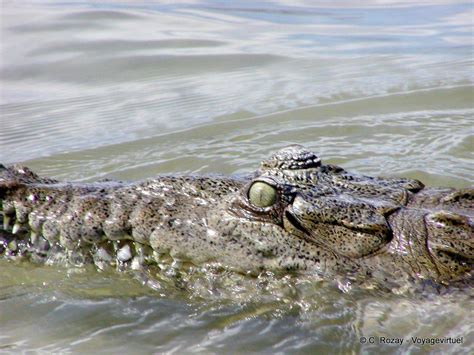 The Eye Of The American Crocodile Lago Enriquillo Dominican Rep