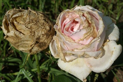 Some Solutions To Common Problems With Roses Dengarden