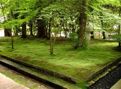 Japanese Maples And Moss Garden In Kyoto Japan I Would Love To Create A