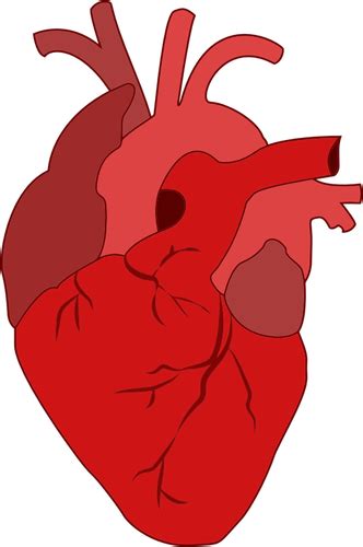 Realistic Red Heart Public Domain Vectors