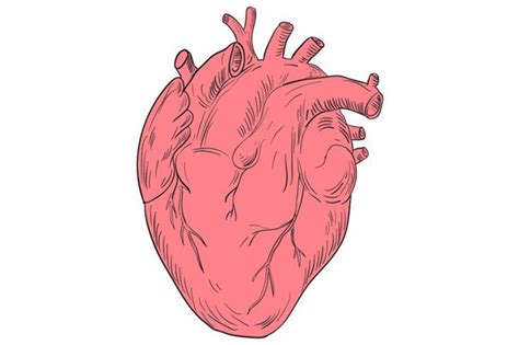 Human Heart Anatomy Drawing ~ Illustrations ~ Creative Market