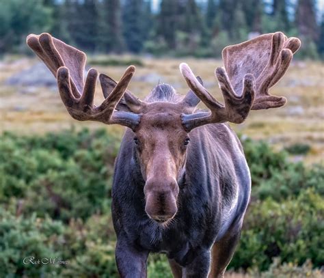 Photo Gallery Of The Week Moose In Rmnp Estes Park Trail Gazette