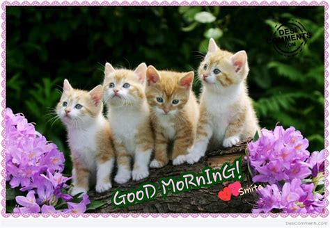 Good Morning Wishes With Cat Pictures Images Page Cute Kittens And Puppies And Bunnies