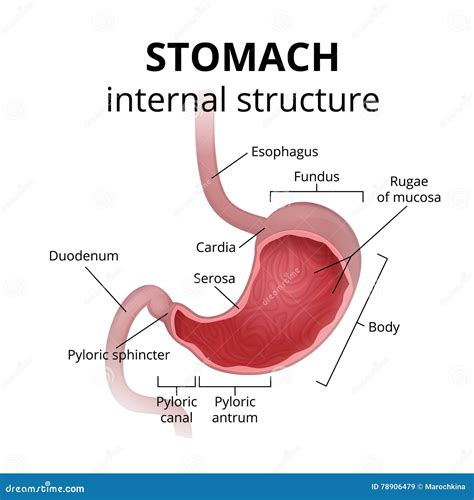 The Anatomy Of The Human Stomach Stock Vector Illustration Of Colon