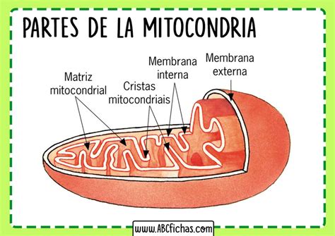 La Mitocondria Funcion Estructura Y Partes Que La Componen