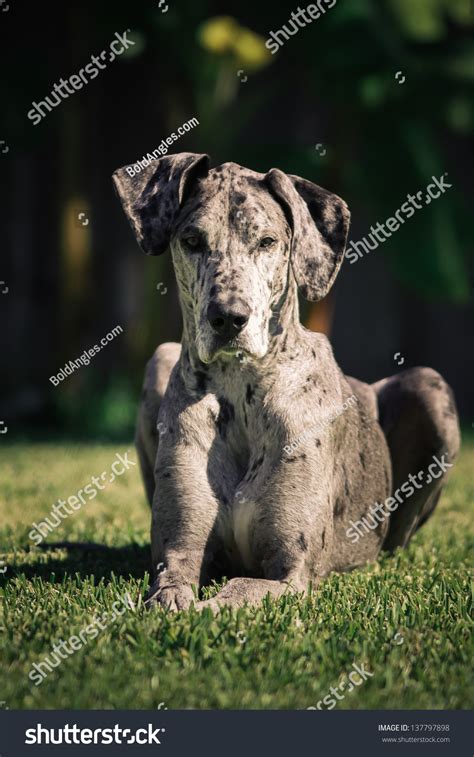 Merle Female Great Dane Laying On Lawn Facing The Camera Ears Up In