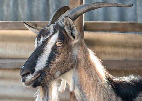 Portrait Of Beautiful Goats Stock Photo Image Of Horn Relaxing 96748982