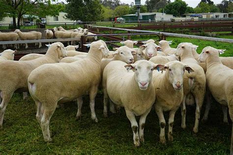 Gallery White Suffolk Sheep And Poll Dorset Sheep For Sale Nsw Vic