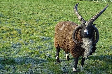 Mondat Jelentéktelen Bérlés Types Of Sheep With Horns Integrál Lovagol