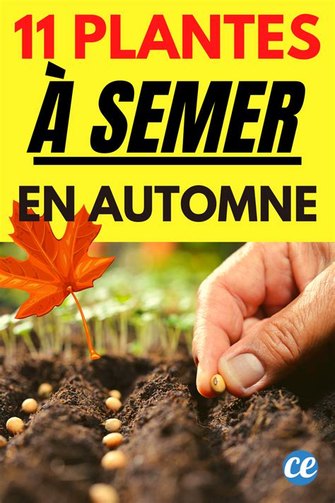 Que Planter en Octobre au Potager ? 11 Légumes Qui Poussent Facilement