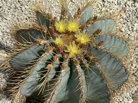 Ferocactus Glaucescens Blue Barrel Cactus World Of Succulents