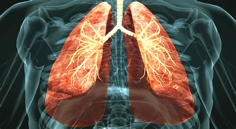 Effects Of Smoking On The Lungs 3d Scene Nl Mozaik Digital