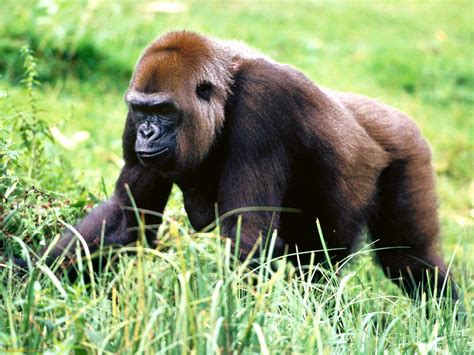 The Baby Gorilla Free National Geographic Pix