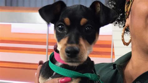 Pet Of The Week 3 Month Old Miniature Pinscher Mix Named Rosie Abc7