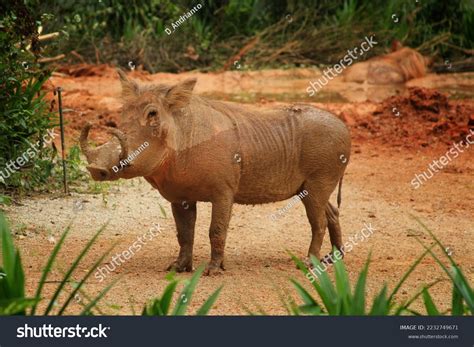 Babi Rusa Pig Boar Mud Stock Photo 2232749671 Shutterstock