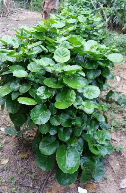 We did not find results for: Sayur-sayuran Kampung. | Vegetables, Garden, Cabbage