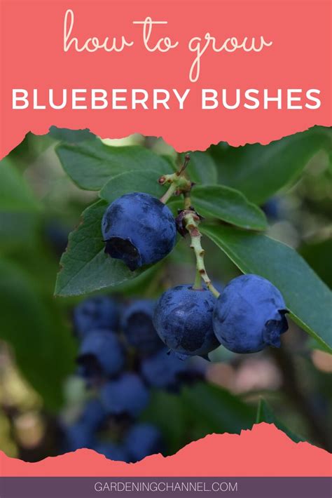 Growing Blueberry Bushes Tips For Success Growing Blueberries