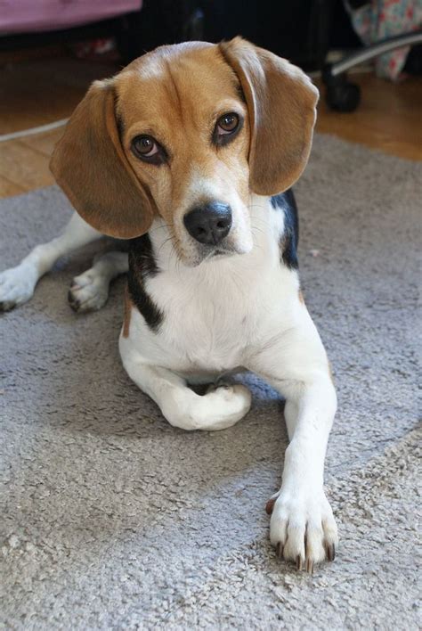 How To Take Care Of A Beagles Coat Beagle Dog Calm Dogs Beagle