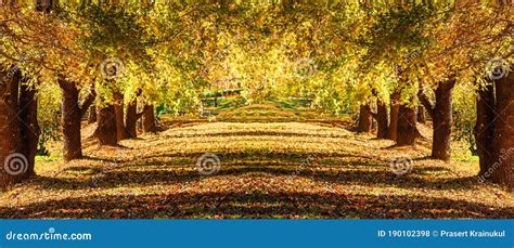 Maple Tree Tunnel With Ground Path Stock Photo Image Of Scenic Trees
