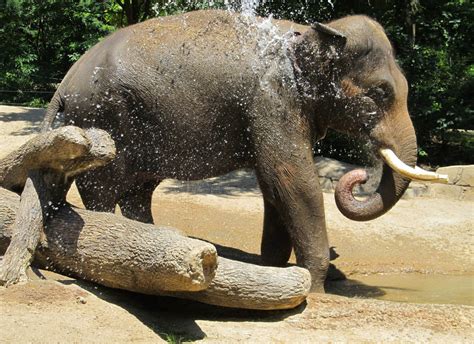 Elephant Cooling Off Free Stock Photo Public Domain Pictures