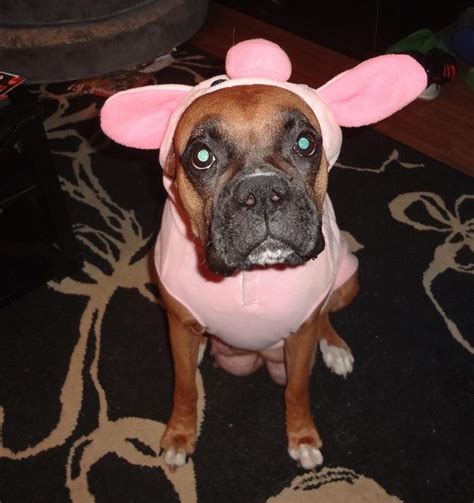12 Costumes That Prove Why Boxer Dogs Always Win At Halloween