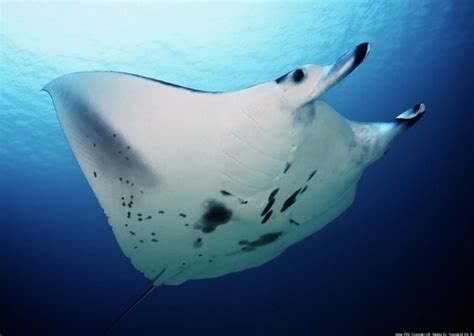Australias Manta Rays Life In The Great Barrier Reef Huffpost