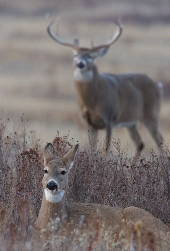 Whitetail Deer Breeding Pair Flickr Photo Sharing
