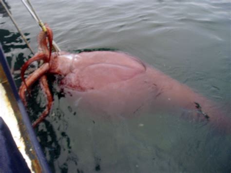 Watch: Scientists dissect an incredibly rare colossal squid on camera - Vox