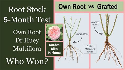 Rose Root Stock 5 Month Test Results Own Root Vs Dr Huey Vs