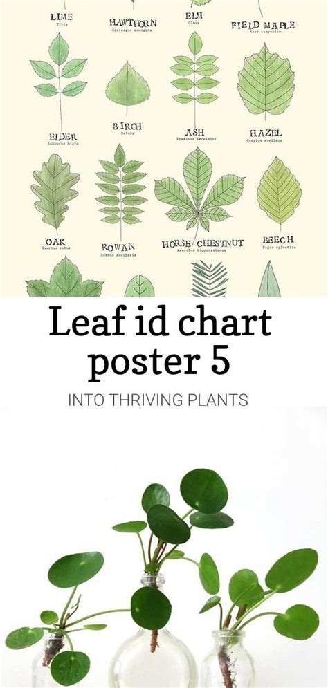 The Best How To Identify A Plant From A Leaf Ideas