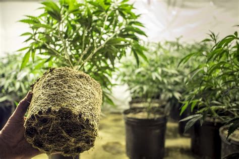 It's not as easy growing some herbs indoors as it is outside, but many herb plants grow quite well in containers and require only minimal care. Growing Weed Indoors Step By Step For Beginners
