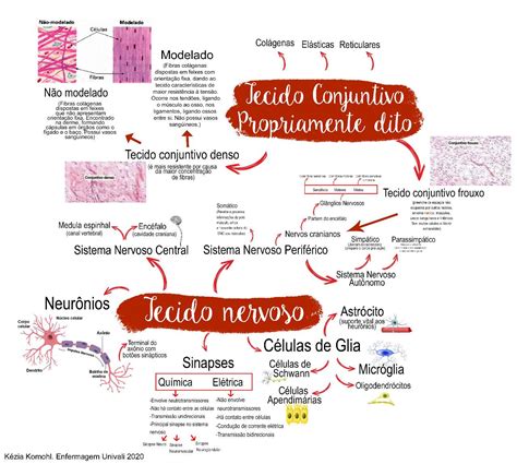 Mapa Mental Tecido Conjuntivo E Tecido Nervoso Histologia I