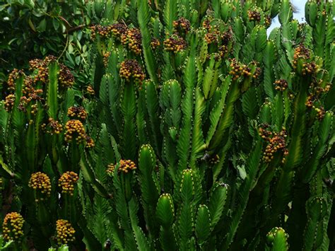 De kniphofia uvaria 'grandiflora' (vuurpijl) is een leuke decoratieve plant met cilindervormige bloemen. Gratis Afbeeldingen : bloesem, cactus, fabriek, bloem ...
