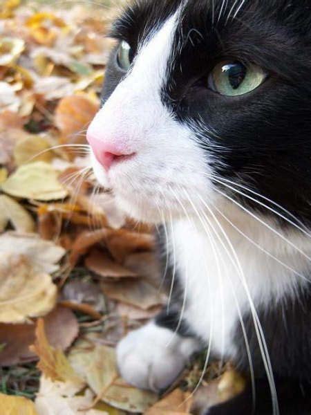 Such A Beautiful Profile Of A Black And White Tuxedo Cat