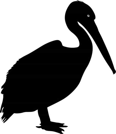 Royalty Free Pelican Clip Art Vector Images And Illustrations Istock