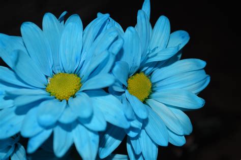 Two Blue Daisy Flowers Macro Free Stock Photo Public Domain Pictures