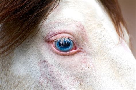 Pink Eye In Horses Symptoms Causes Diagnosis Treatment Recovery
