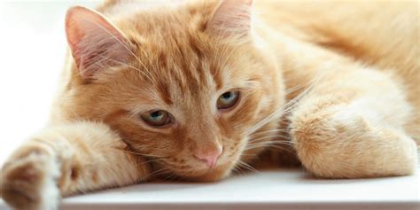 Makanan adalah solusi paling alami untuk menyembuhkan ejakulasi dini. 6 Makanan untuk Kucing Sakit Beserta Tips Memberi Makannya ...