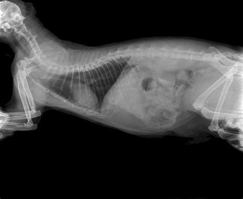 Normal Cat X Ray