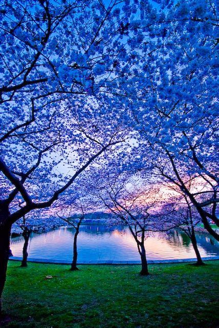 56 Best Flowering Trees Images On Pinterest Flowering Trees Cherry