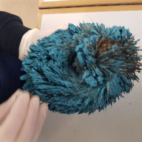 Real Life Sonic Hedgehog Covered In Blue Paint Rescued By Rspca