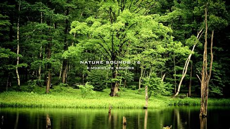 Nature Sound 16 The Most Relaxing Sounds Youtube