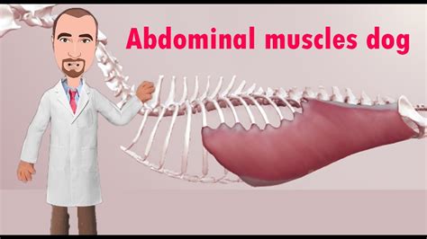 Abdominal Muscles And Rectus Sheath In The Dog Youtube