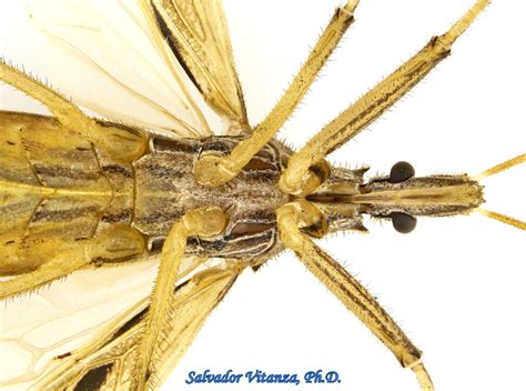Hemiptera Heteroptera Reduviidae Stenopoda Spinulosa Assassin Bugs Male