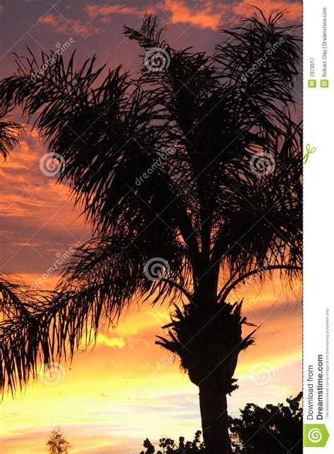 Palm Tree Sunset Silhouette Royalty Free Stock Photography