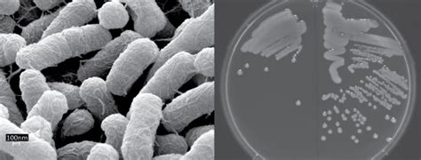 Laboratory protocol isolation of salmonella spp. Bacteria - Understand - ReAct