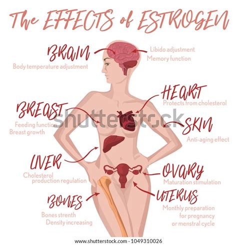 Estrogen Effects Infographic Image Isolated On Stock Vector Royalty Free 1049310026